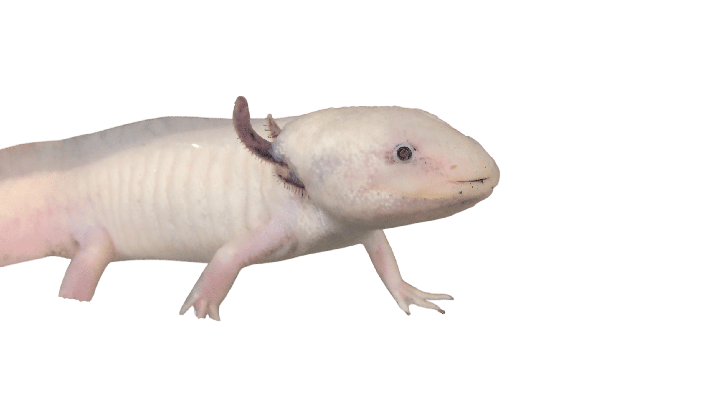 アラン